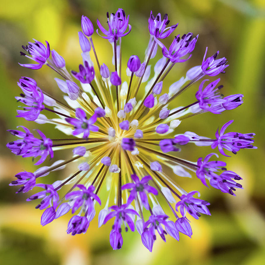 purple flower against a yellow background