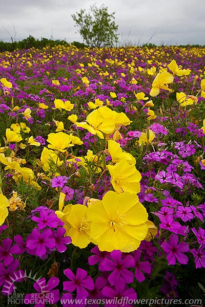 purple and yellow wildflowers